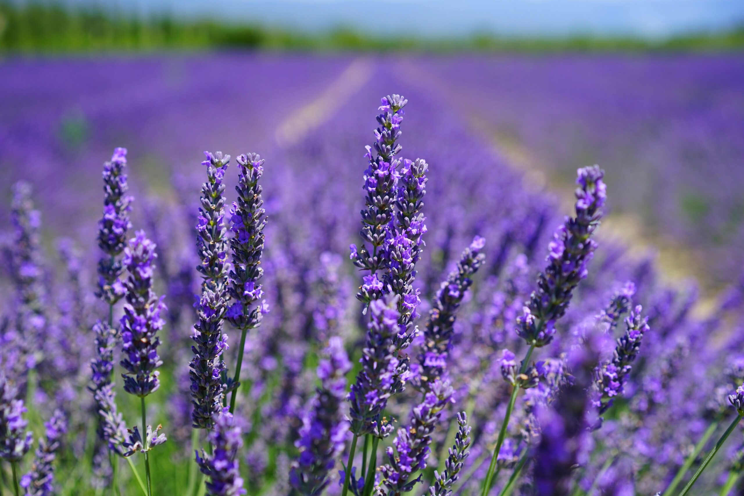 Learn more about the best smelling cities in the world. 
pictured: a lavender field