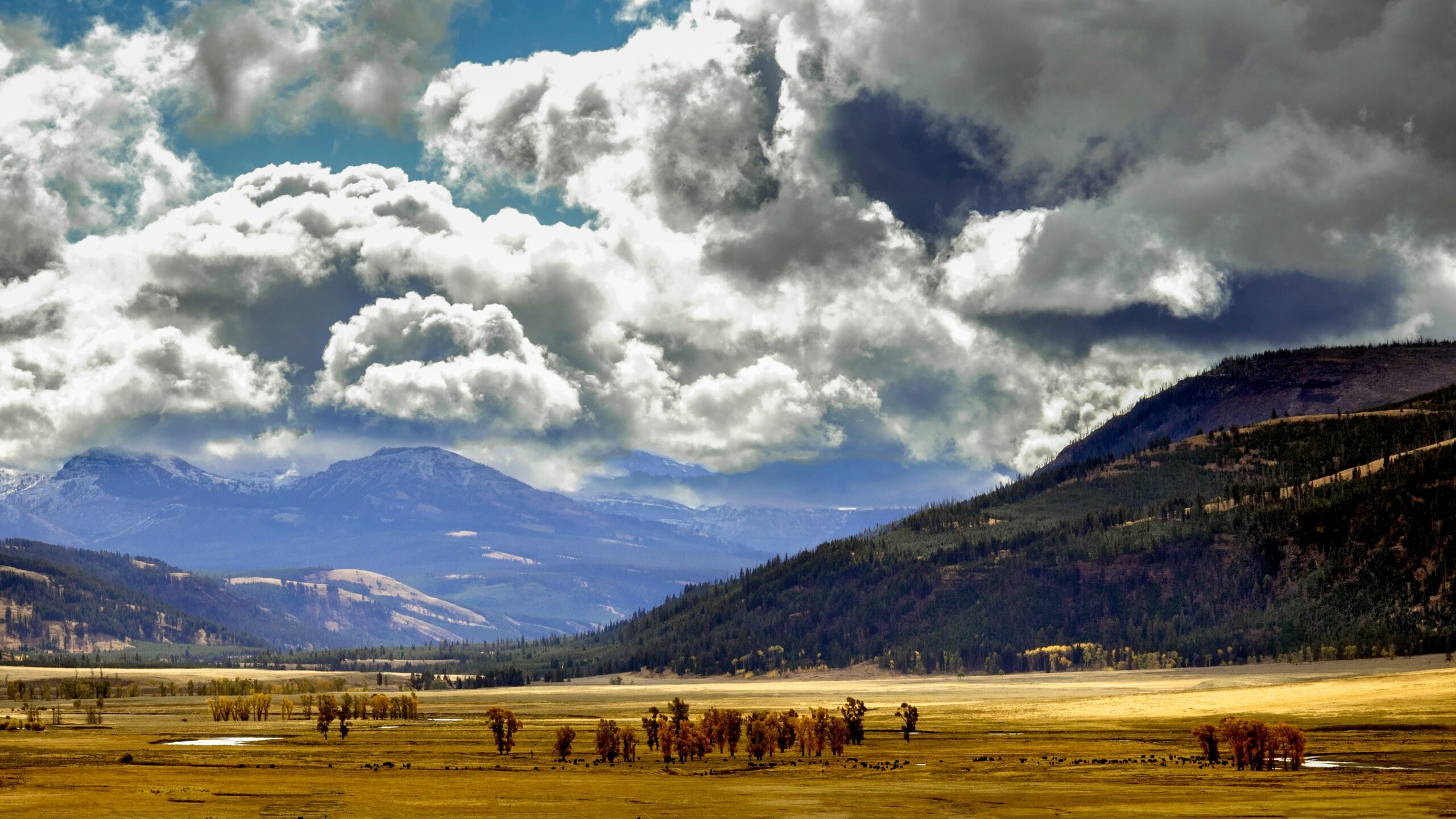 Pictured: Yellowstone National Park on a cloudy day with grazing cattle