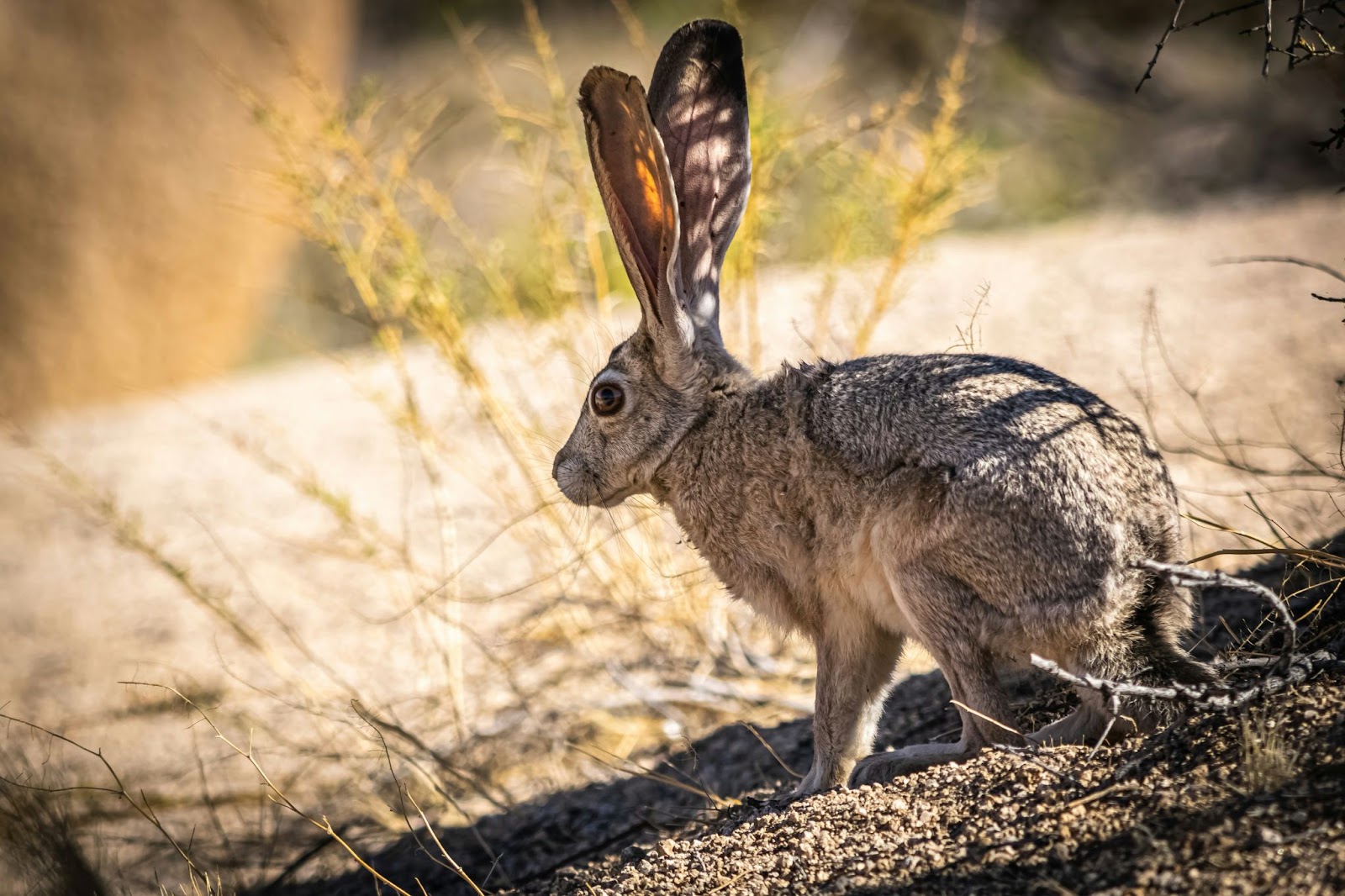 There is much wildlife to see at Joshua Tree during spring.
pictured: wildlife in Joshua Tree