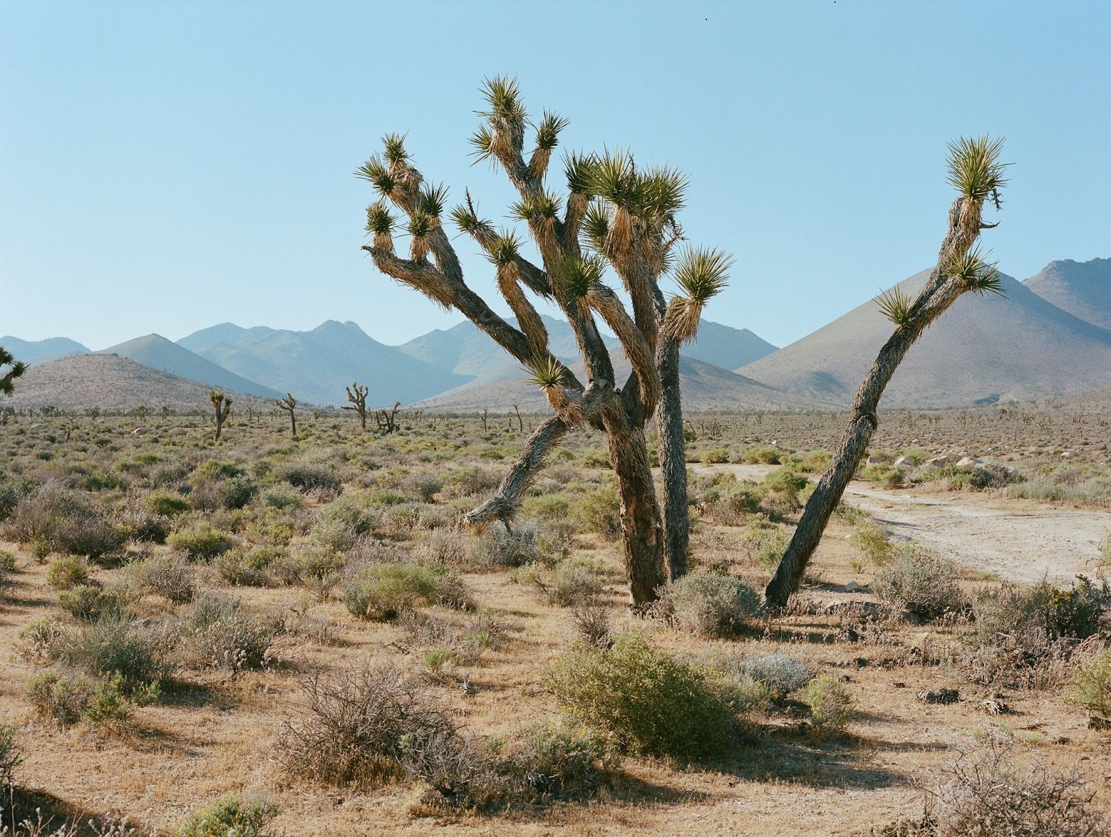 The convenient location of Joshua Tree to Coachella is why spring is the best time to visit Joshua Tree.
pictured: Joshua Tree