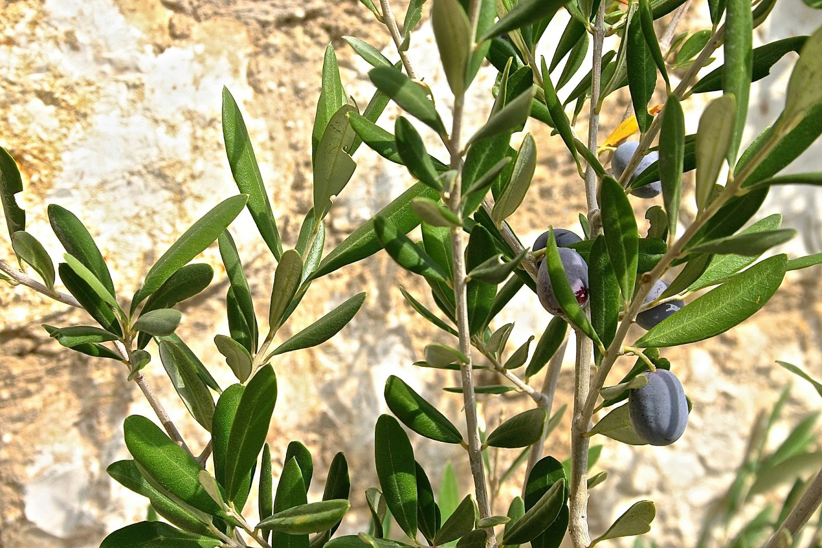 The olive harvest is an enjoyable and communal experience for tourists in fall. 
pictured: an olive tree in Greece