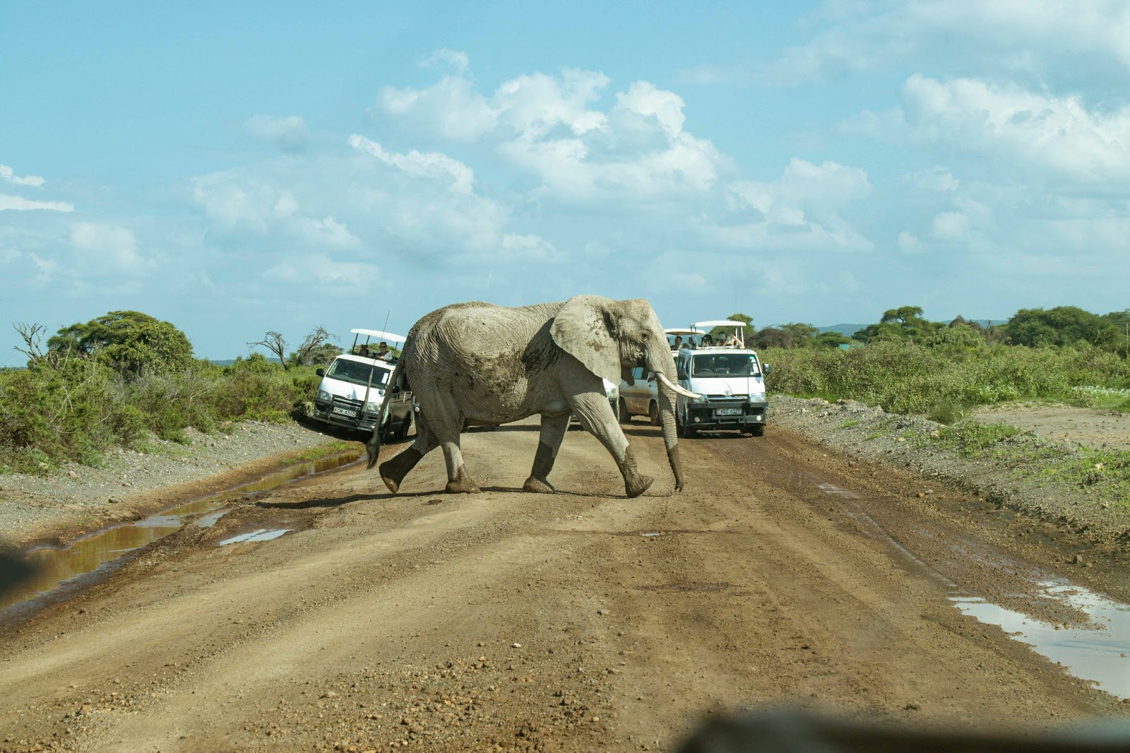 Travelers should be sure to capture many memories while visiting Kenya. 
pictured: an elephant in front of a tour group