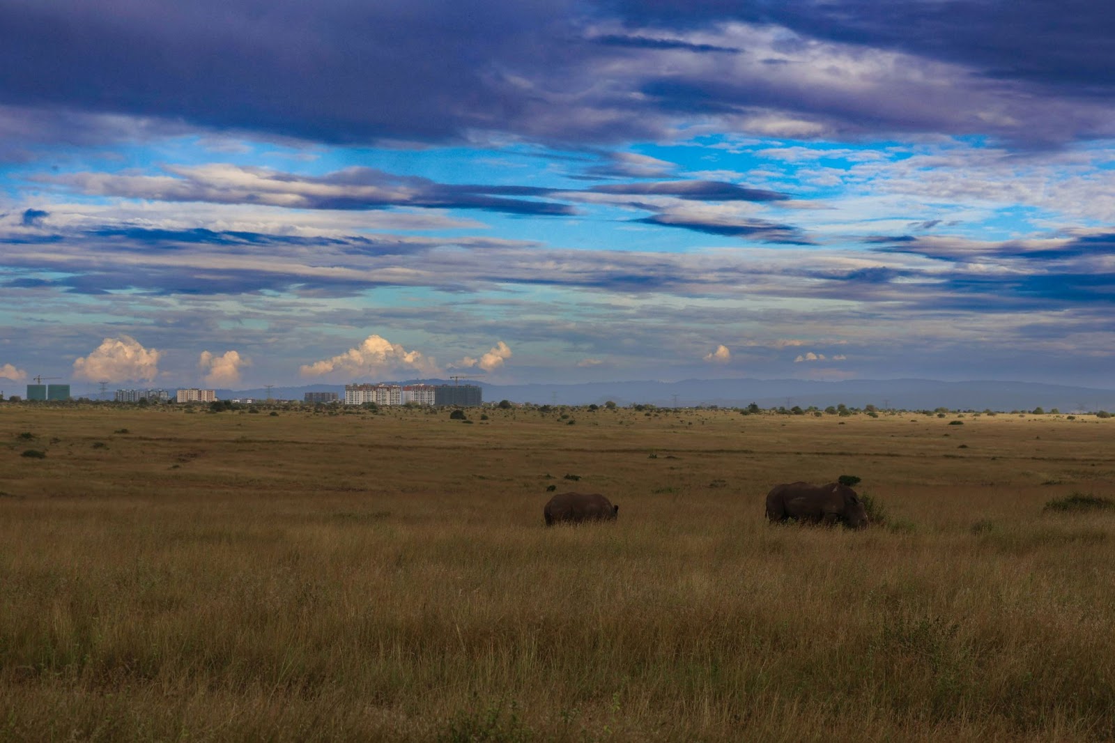 Visit the national parks in Kenya.
pictured: a national park in Kenya