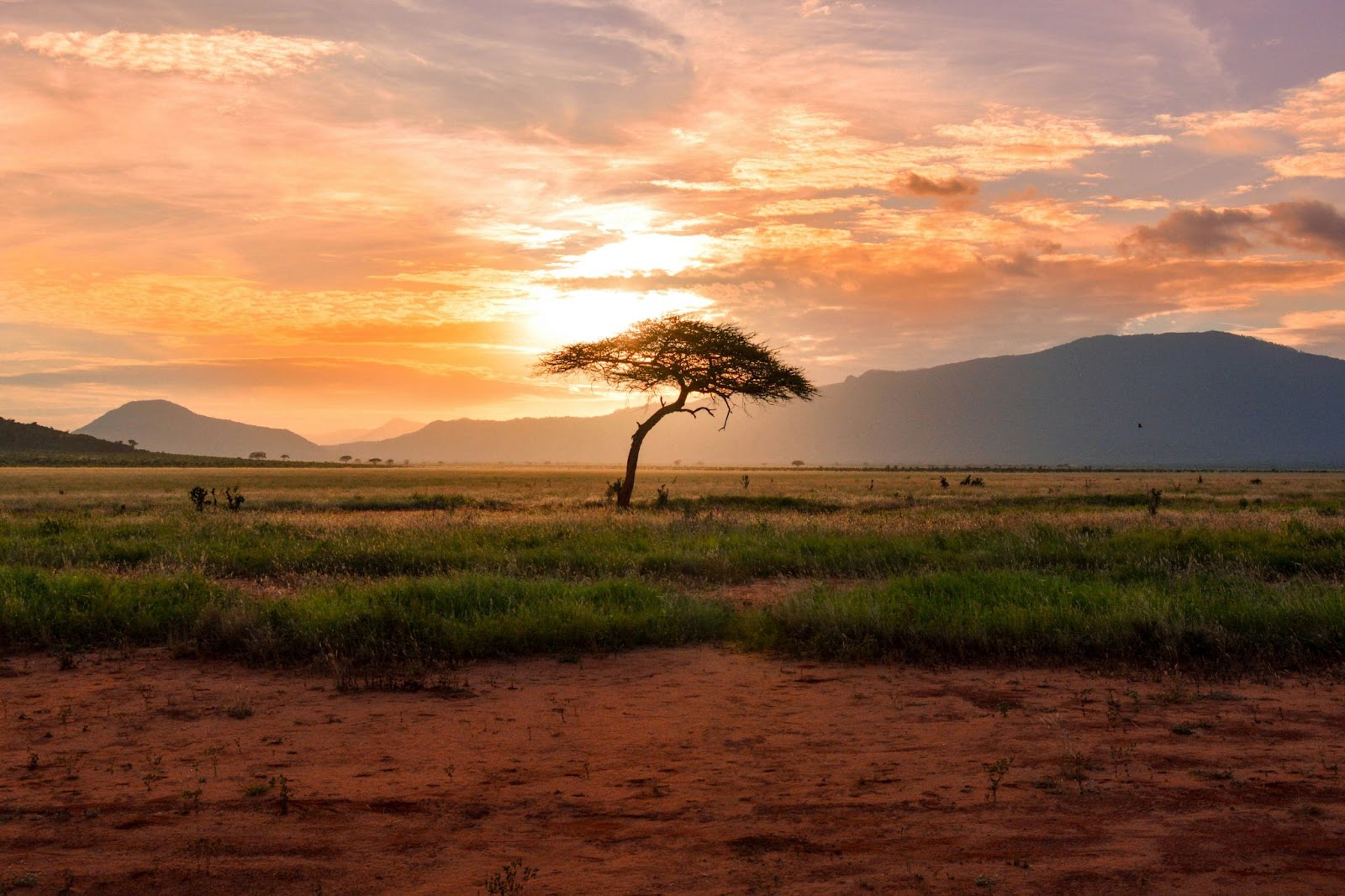 The weather is one of the reasons that July is the best times to visit Kenya.
pictured: a park of Kenya during sunset
