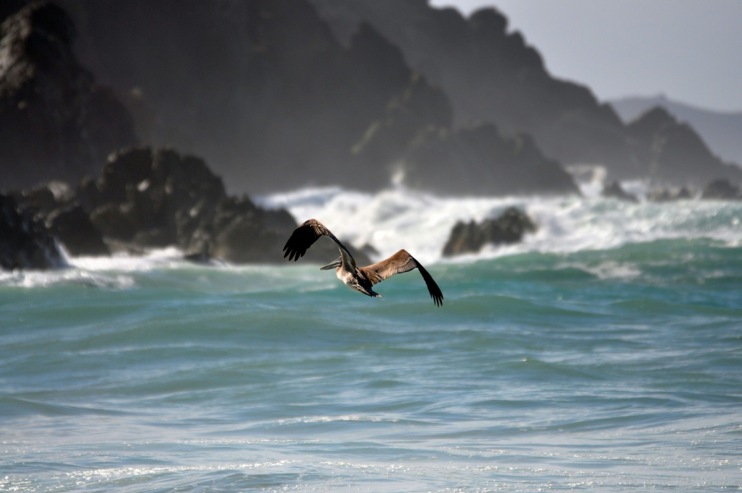 The nature in these islands are an appealing feature for tourists.
Pictured: a bird on the coast of the Virgin Islands 