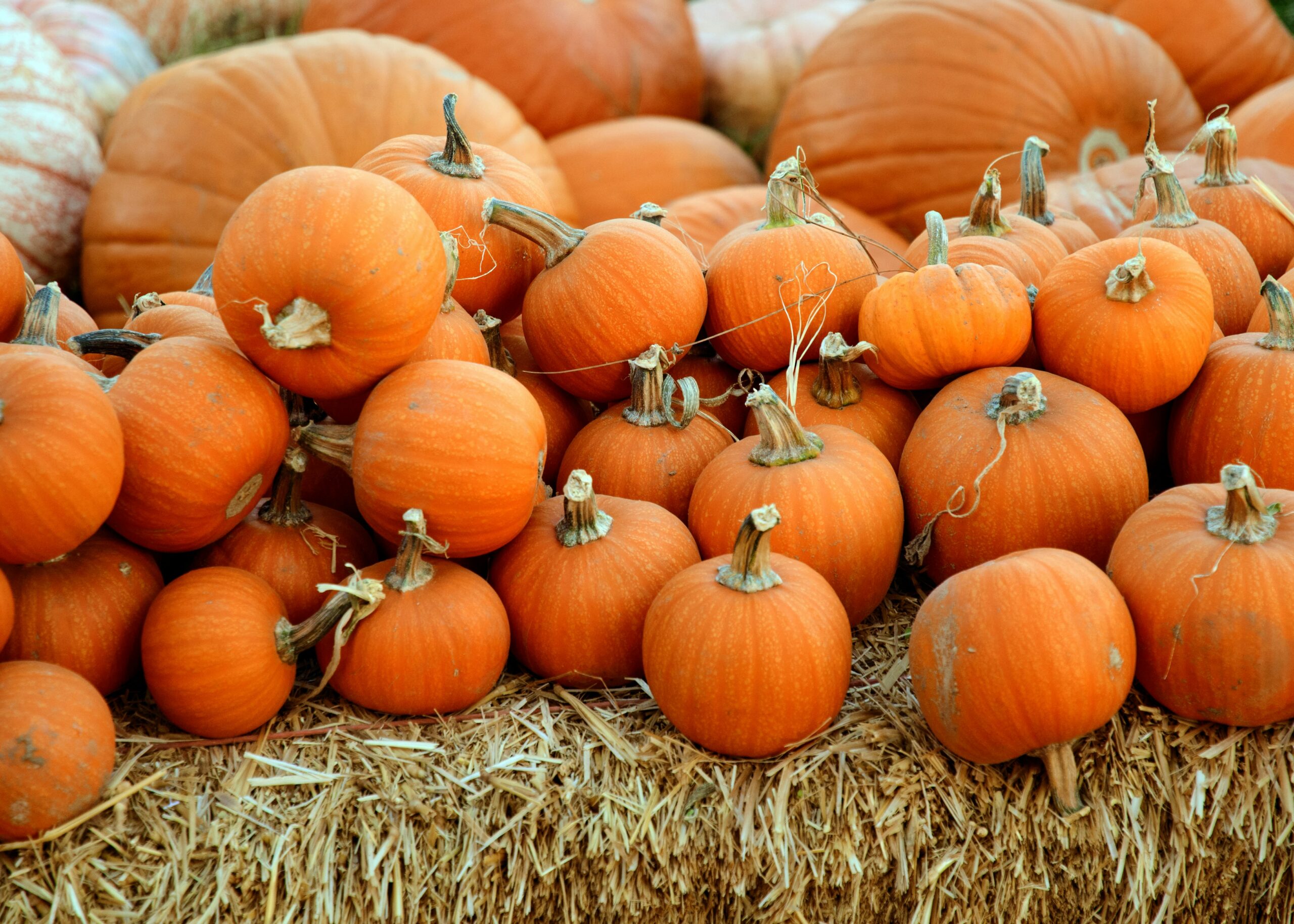Travelers should go to San Diego during fall.
Pictured: pumpkins in San Diego