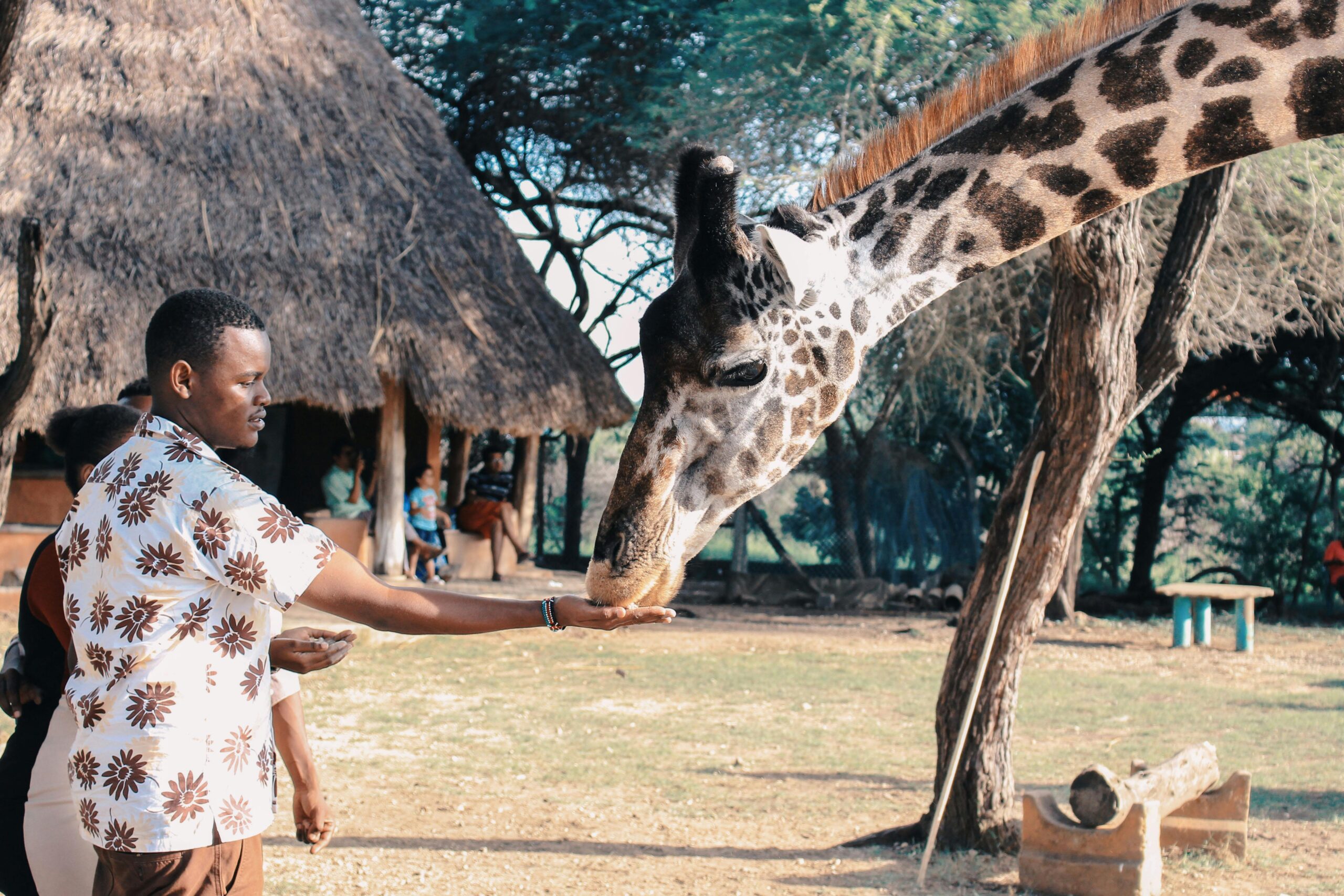 Glamping is an exciting opportunity for travelers vacationing during the best time to visit Kenya. 
pictured: a Black man feeding a giraffe