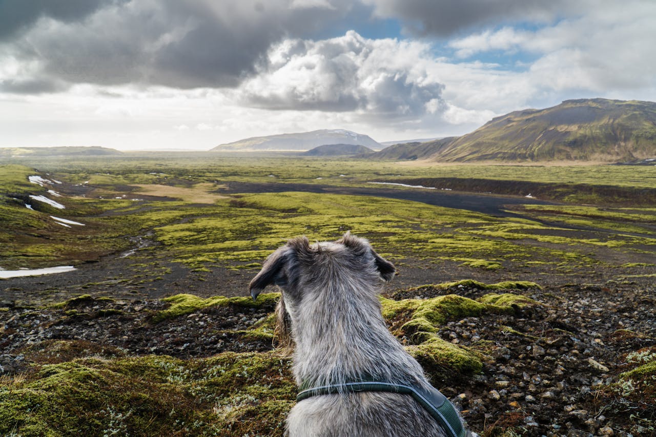 10 Dog Breeds That Are Considered the Best Hiking Dogs