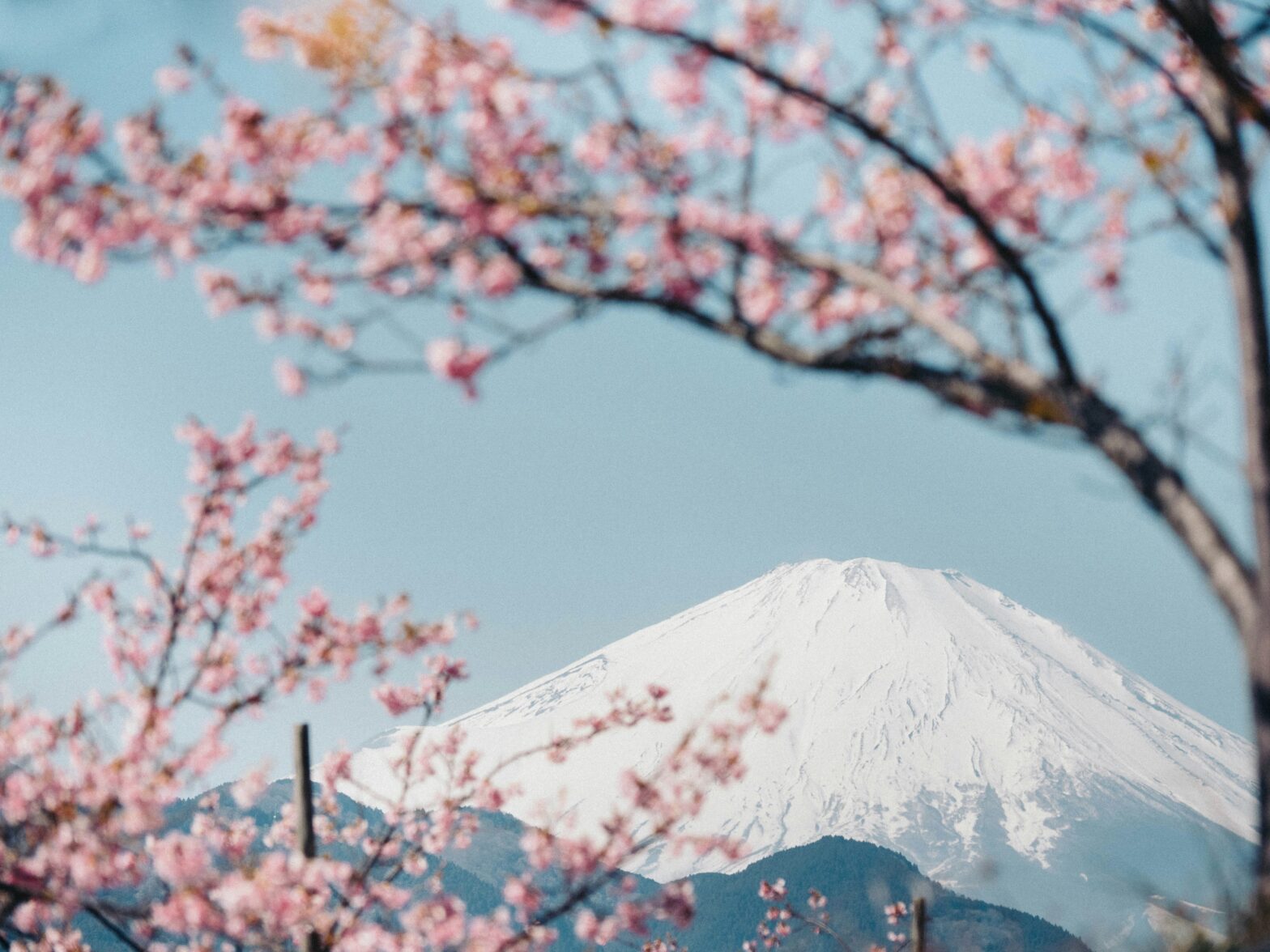 10 Reasons Why April Is the Best Time To Visit Japan