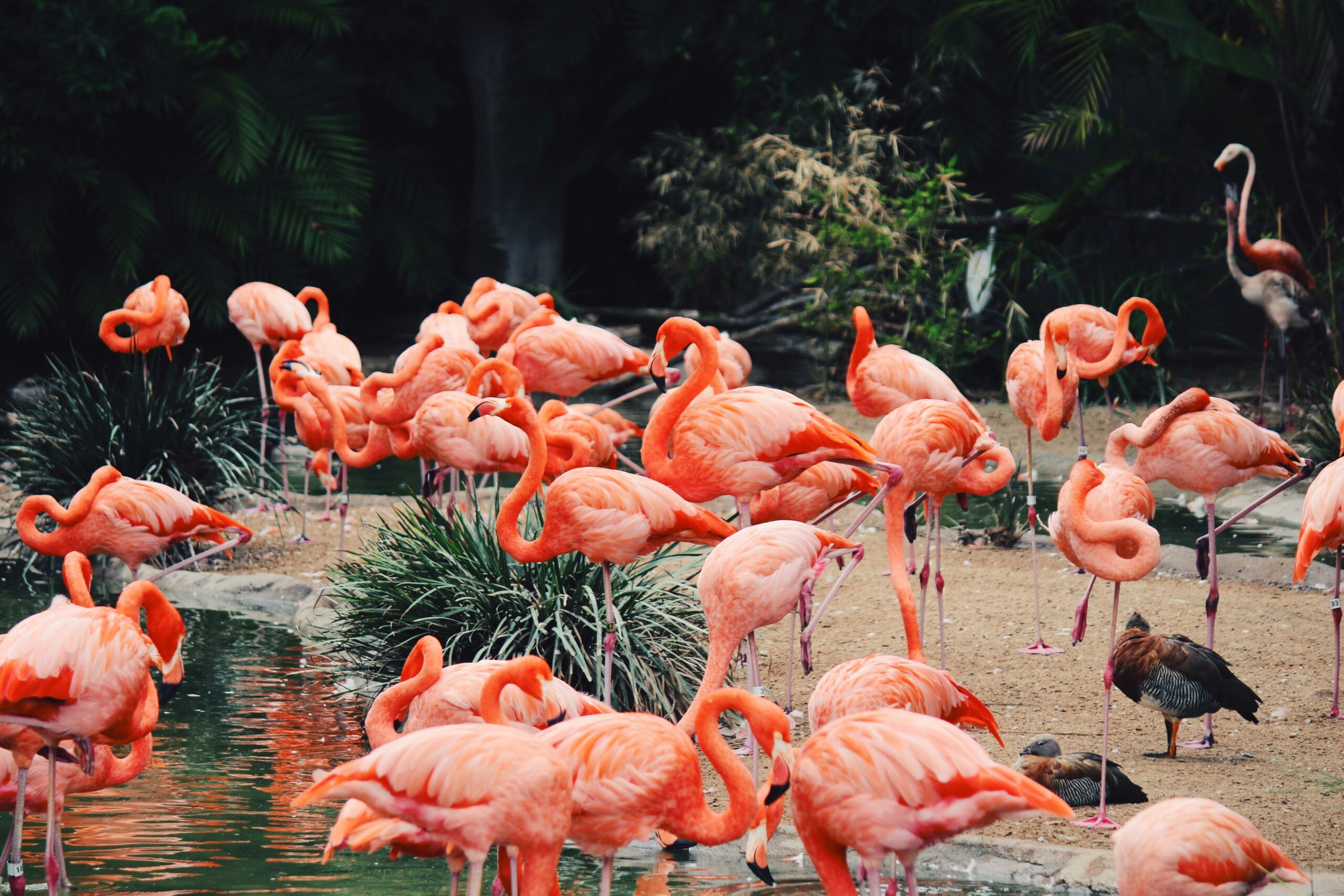 The autumn festivals of the San Diego Zoo are very popular. 
Pictured: flamingos at the San Diego Zoo