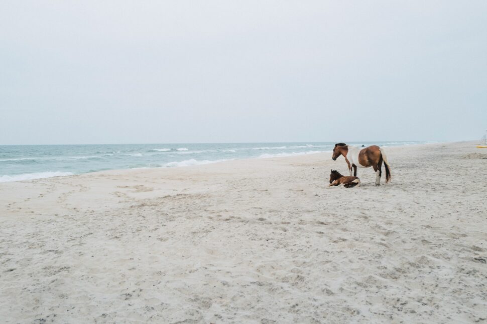 Wild Horses on the beach

