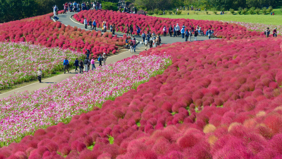 Autumn in Hitachi Seaside Park showing off beautiful pink and red blossoms