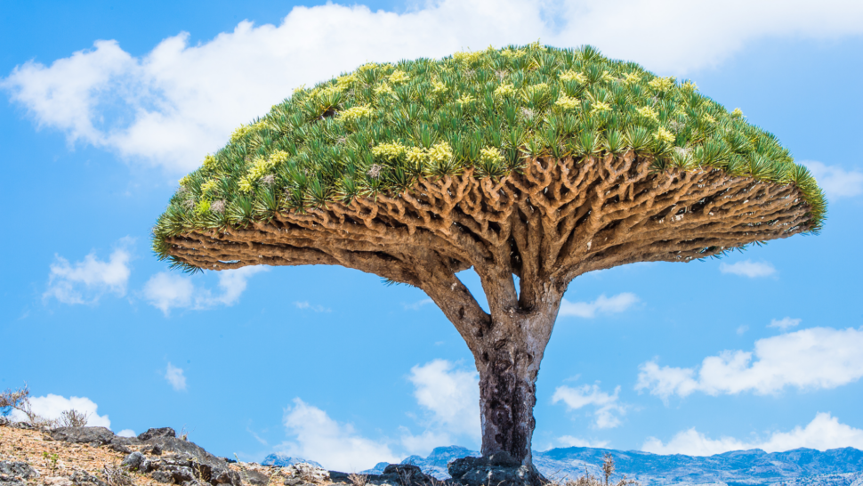 A Dragon tree on the Socotra Island in Yemen