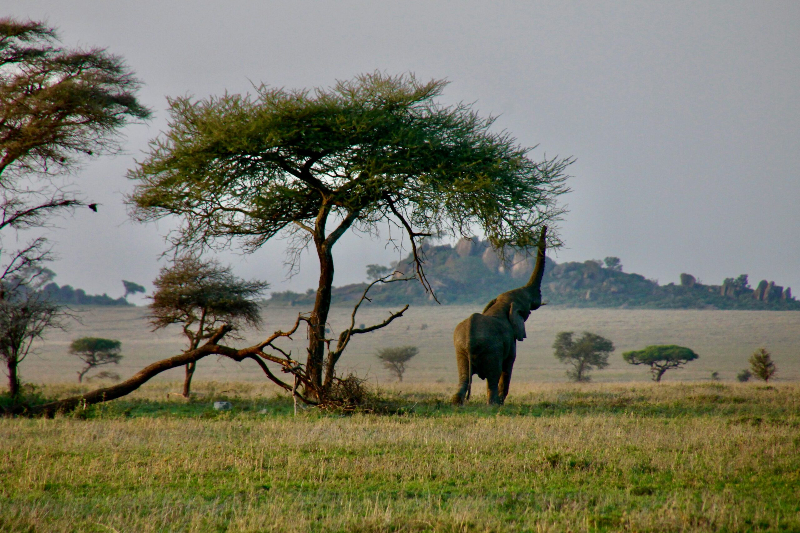 Travelers should visit the Serengeti National Park in July. 
Pictured: Serengeti National Park 