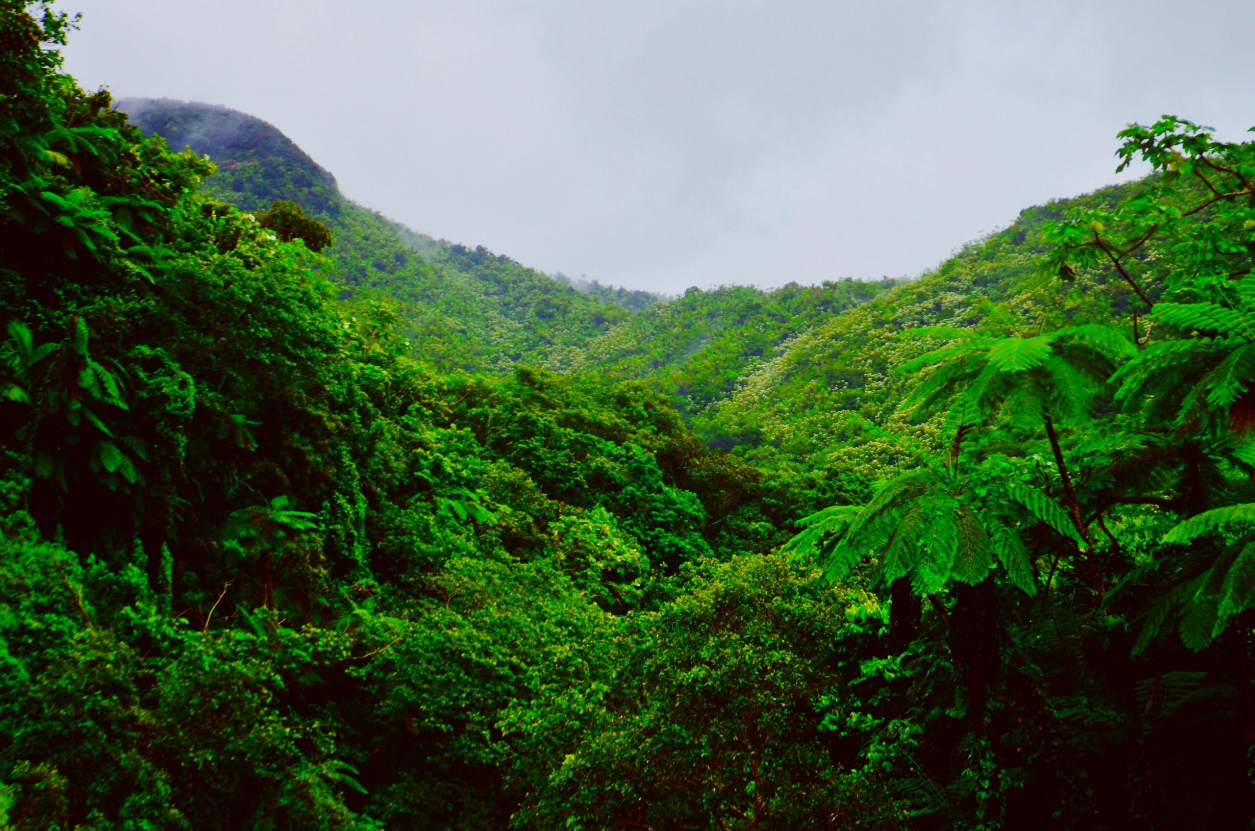 Travelers going to Puerto Rico should visit in winter to enjoy the nature. 
pictured: rainforest in Puerto Rico 