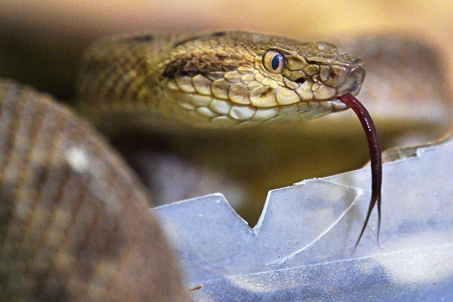 Traveler Caught Trying To Smuggle Over 100 Snakes In His Pants On A Plane 