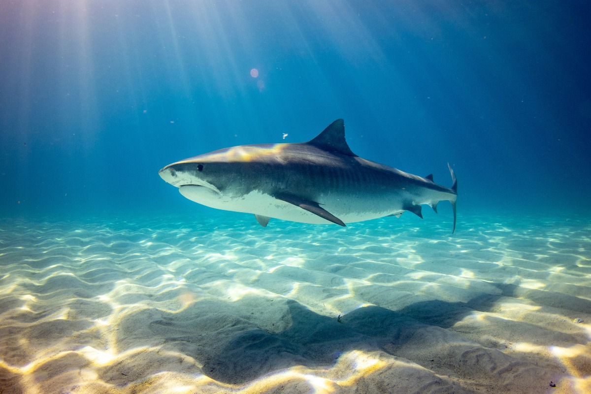 This State Leads The Nation In Shark Attacks, But Risk Remains Low