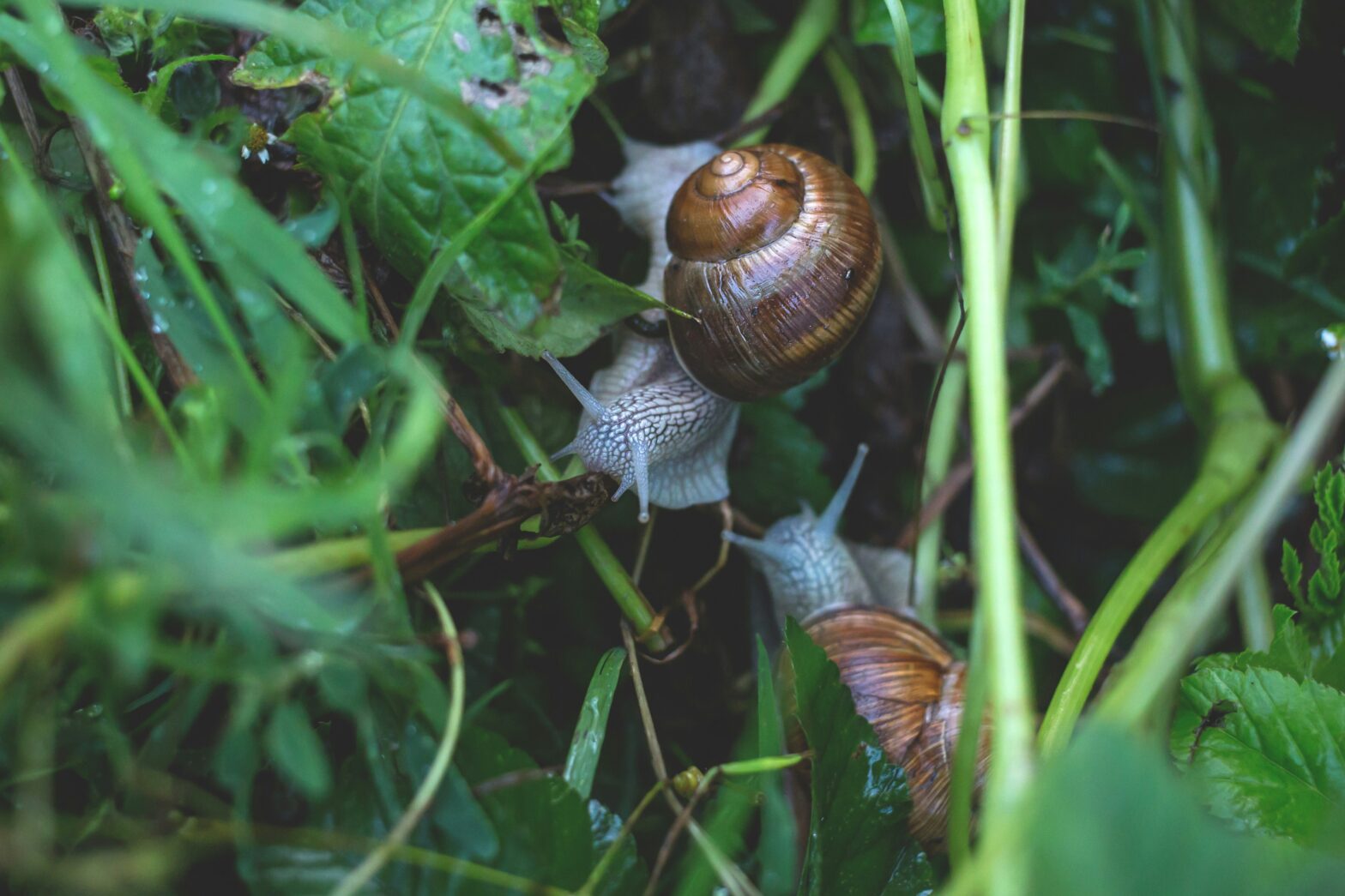 ‘Odd Odor’ Leads Detroit Metropolitan Airport To Confiscate Flyer’s 90 Undeclared Giant African Snails