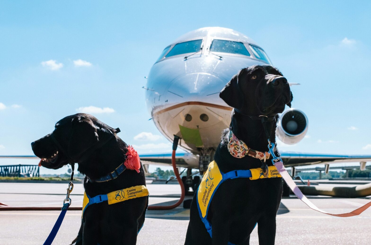 Dog Owners Face New Challenges With Updated CDC Travel Rules